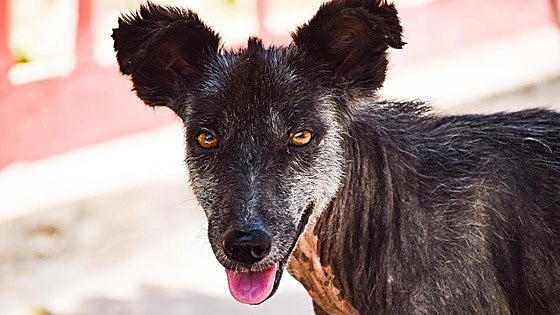 Mijas awards 1.4m stray and abandoned animals contract