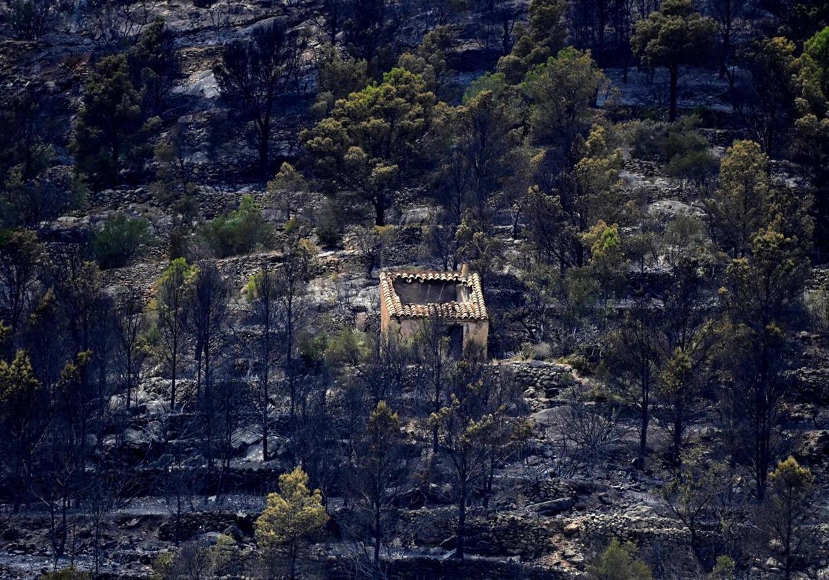 Member of firefighting team dies while working to extinguish Tarragona wildfire in Spain