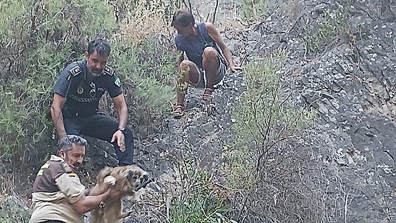 Stranded German hiker and dog rescued after being trapped on 40-metre-high rockface for seven hours