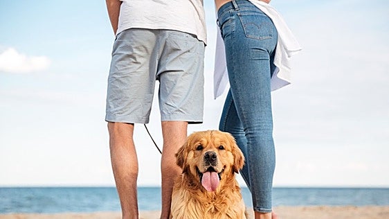 These are five of the best dog beaches in Spain