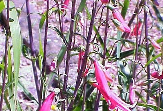 Gardening in southern Spain: Penstemon barbatus