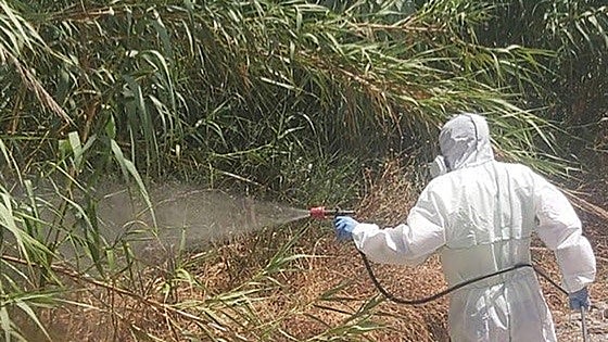 Costa del Sol town reinforces measures to tackle disease-carrying mosquitoes and other pests