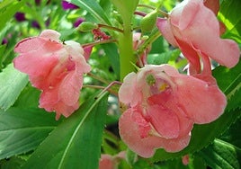 Impatiens balsamina.
