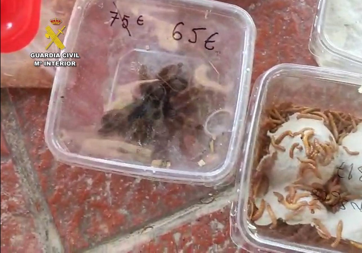 Arrested in Cadiz after leaving a backpack with snakes, lizards and spiders on a ferry.