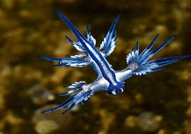 Image of a blue dragon captured in 2021 in Gran Canaria.