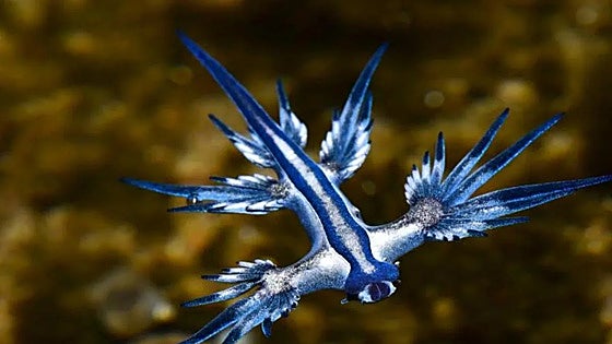 Could blue dragons return to the coastline of mainland Spain and how bad is their sting?