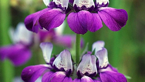 Gardening in southern Spain: Collinsia heterophylla