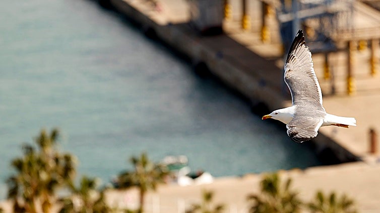 Malaga port aims to keep seagulls, pigeons and parakeets at bay by using birds of prey, traps or other measures