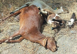 Goats killed by bluetongue in the province.