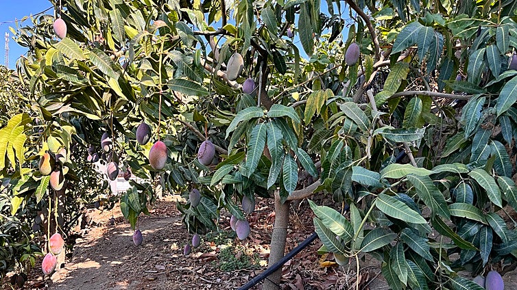Central government makes a move to boost avocado and mango production and consumption in Spain
