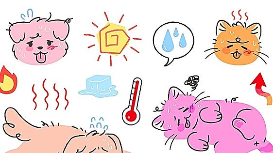 How to keep your pet cool in the heat of summer