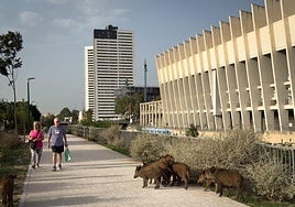 The herd of wild boar next to the Guadalmedina riverbed on Thursday.