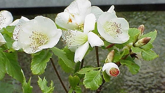 Gardening in southern Spain: Eucryphia glutinosa