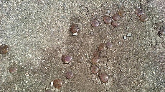 Here's why there are jellyfish in the Costa del Sol's waters this August