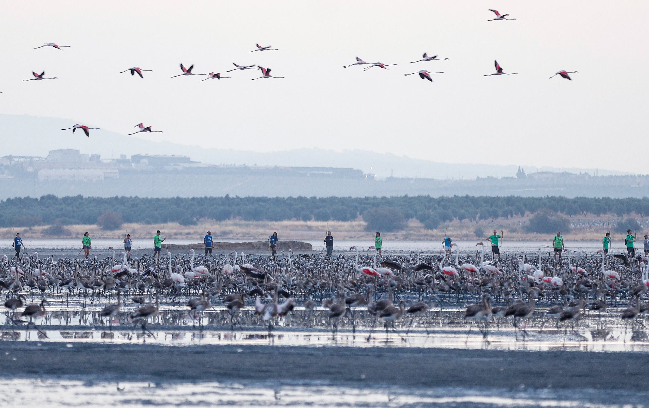 Flamingo ringing returns to Fuente de Piedra after years of drought