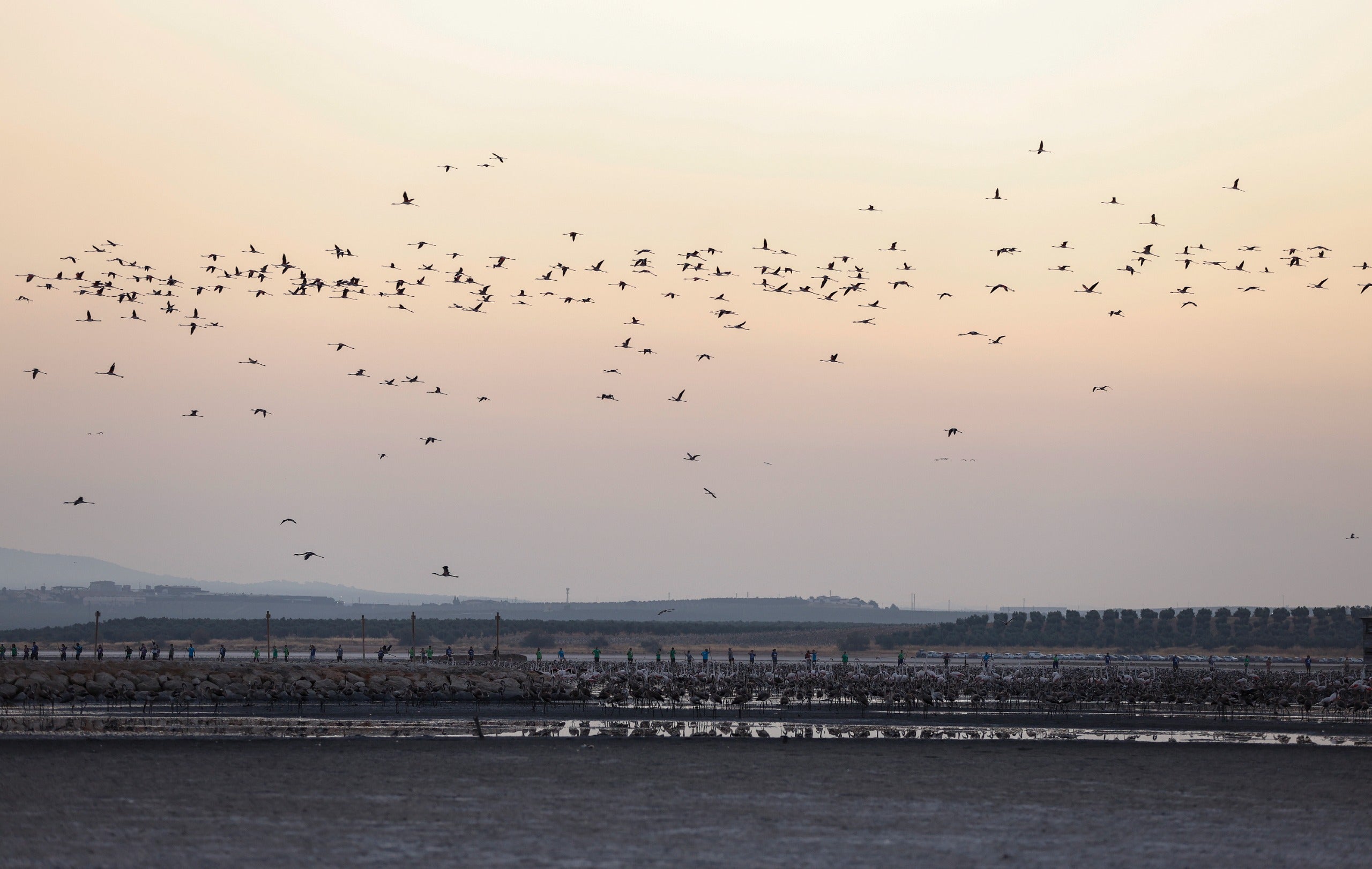 Flamingo ringing returns to Fuente de Piedra after years of drought