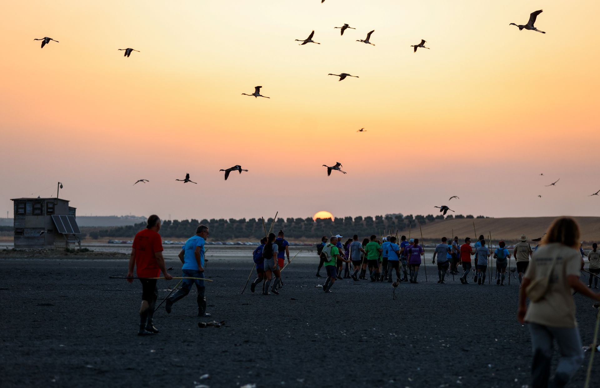 Flamingo ringing returns to Fuente de Piedra after years of drought