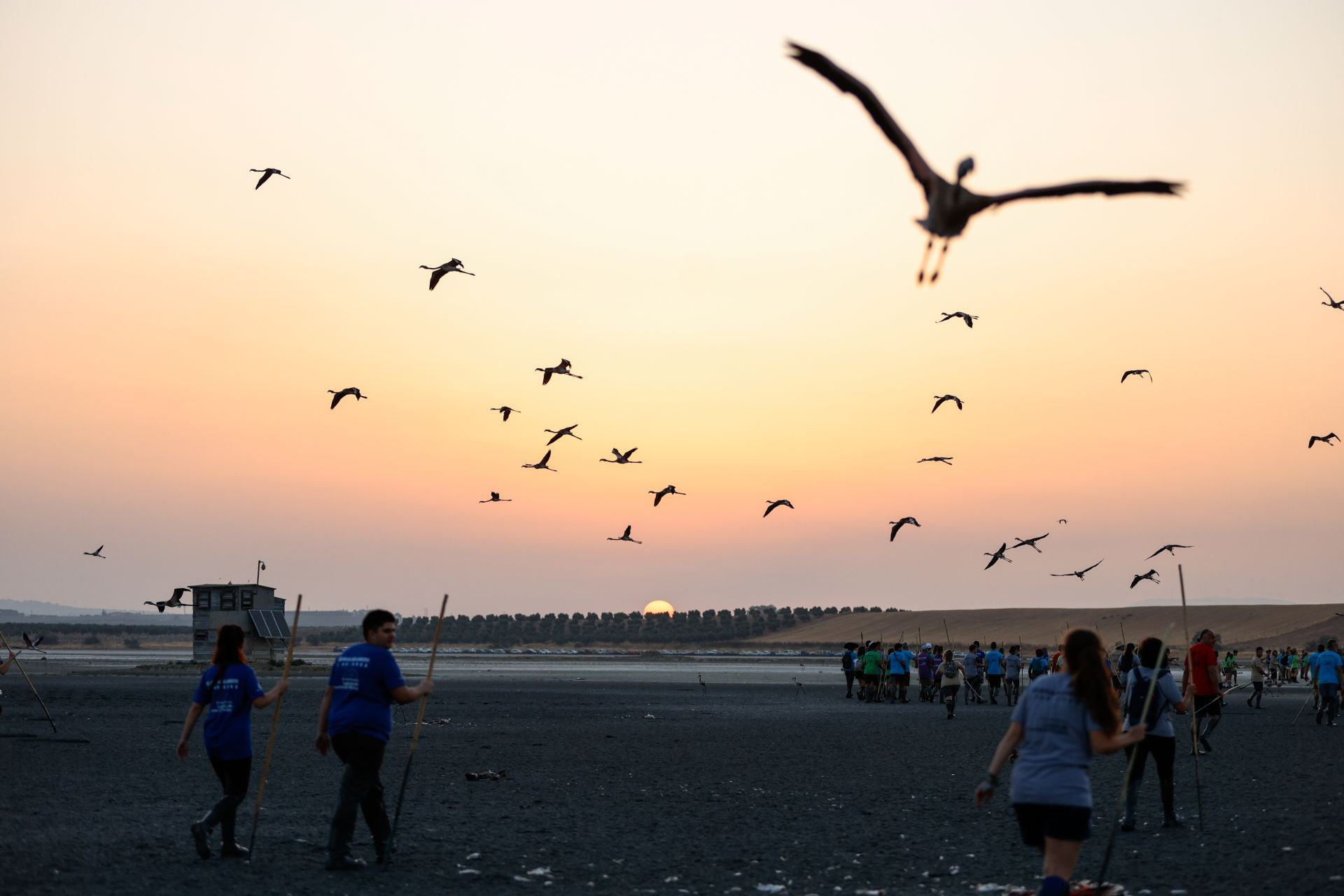 Flamingo ringing returns to Fuente de Piedra after years of drought