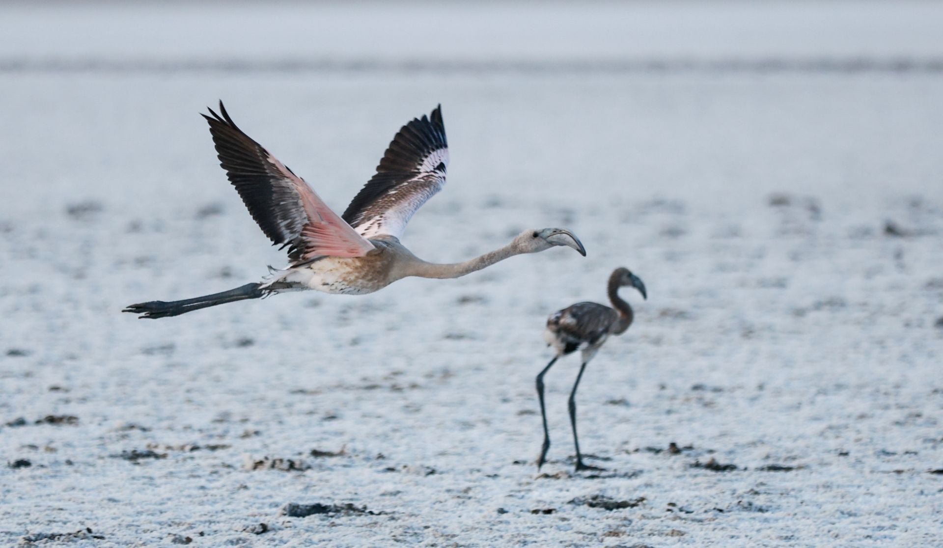 Flamingo ringing returns to Fuente de Piedra after years of drought