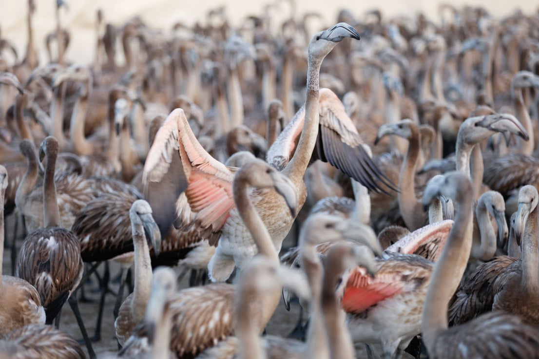 Flamingo ringing returns to Fuente de Piedra after years of drought