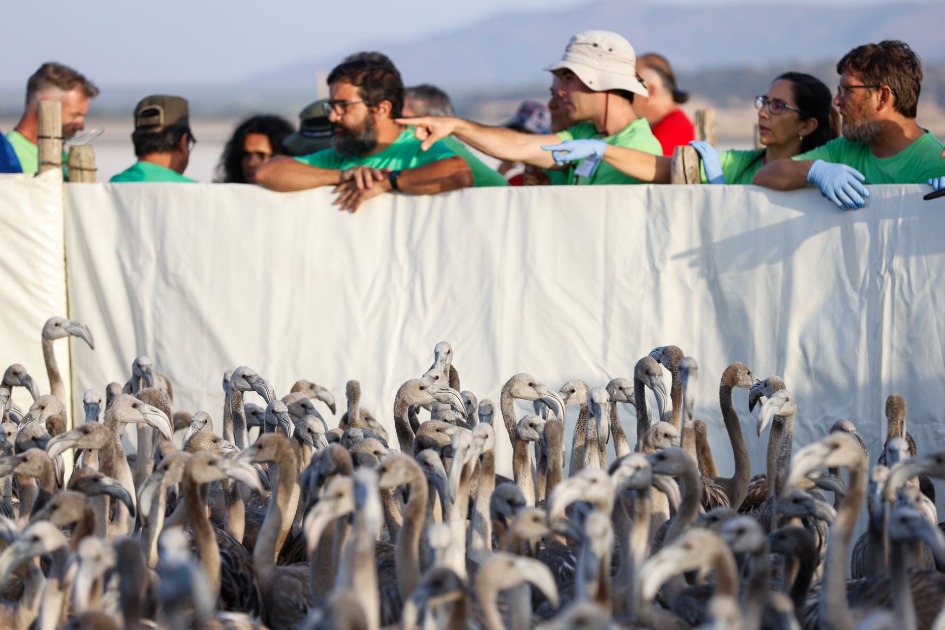Flamingo ringing returns to Fuente de Piedra after years of drought