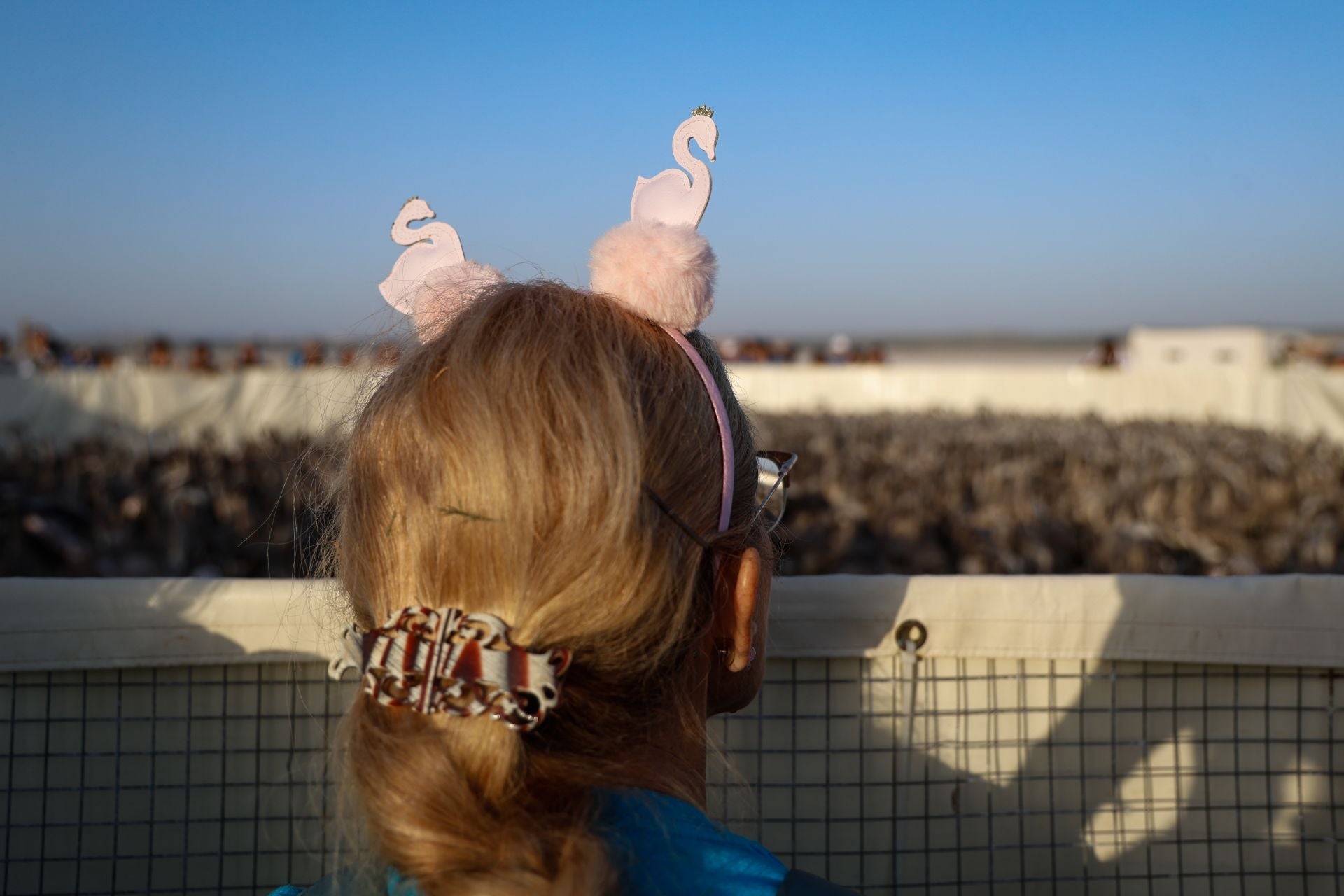 Flamingo ringing returns to Fuente de Piedra after years of drought