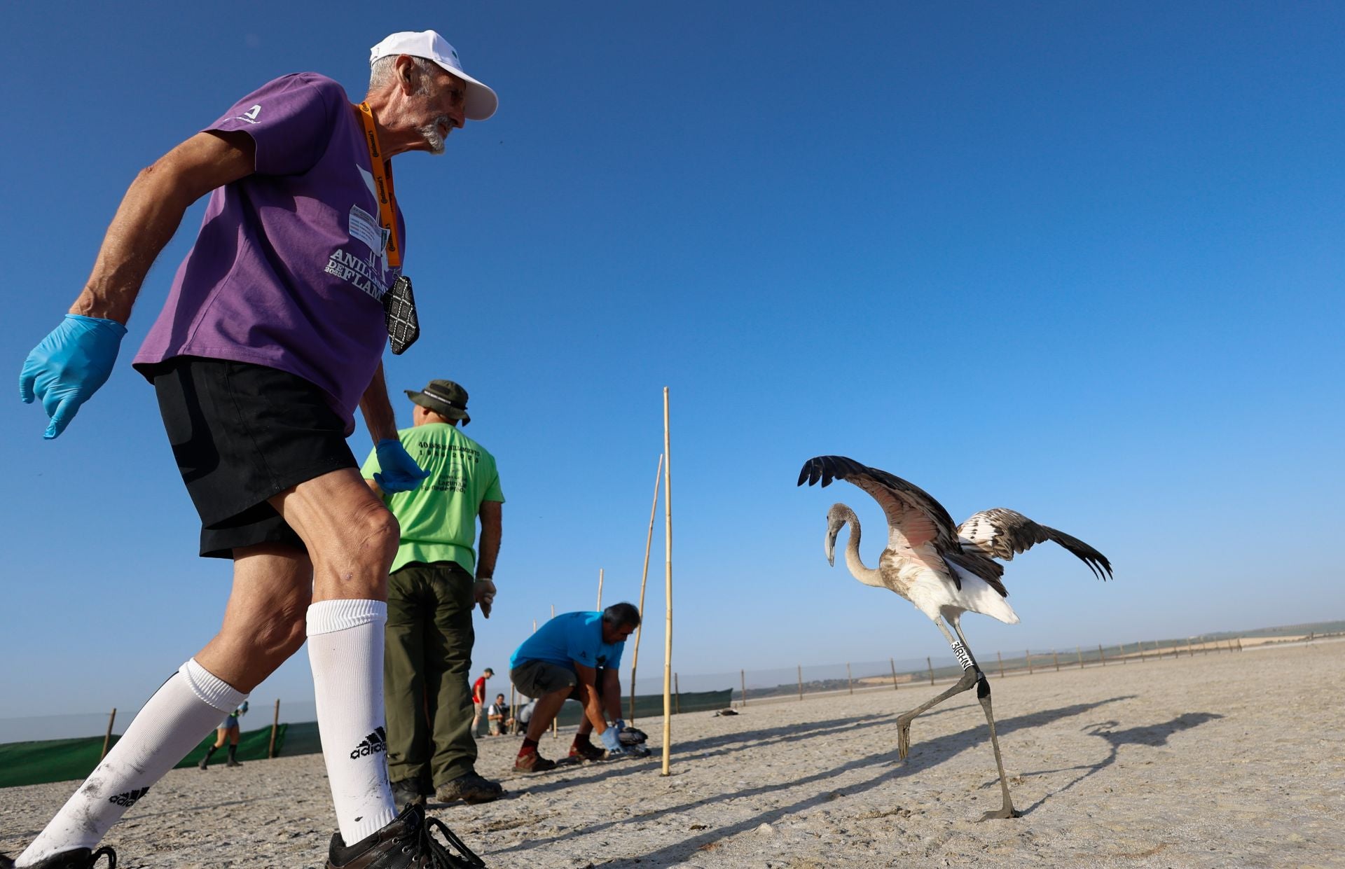 Flamingo ringing returns to Fuente de Piedra after years of drought