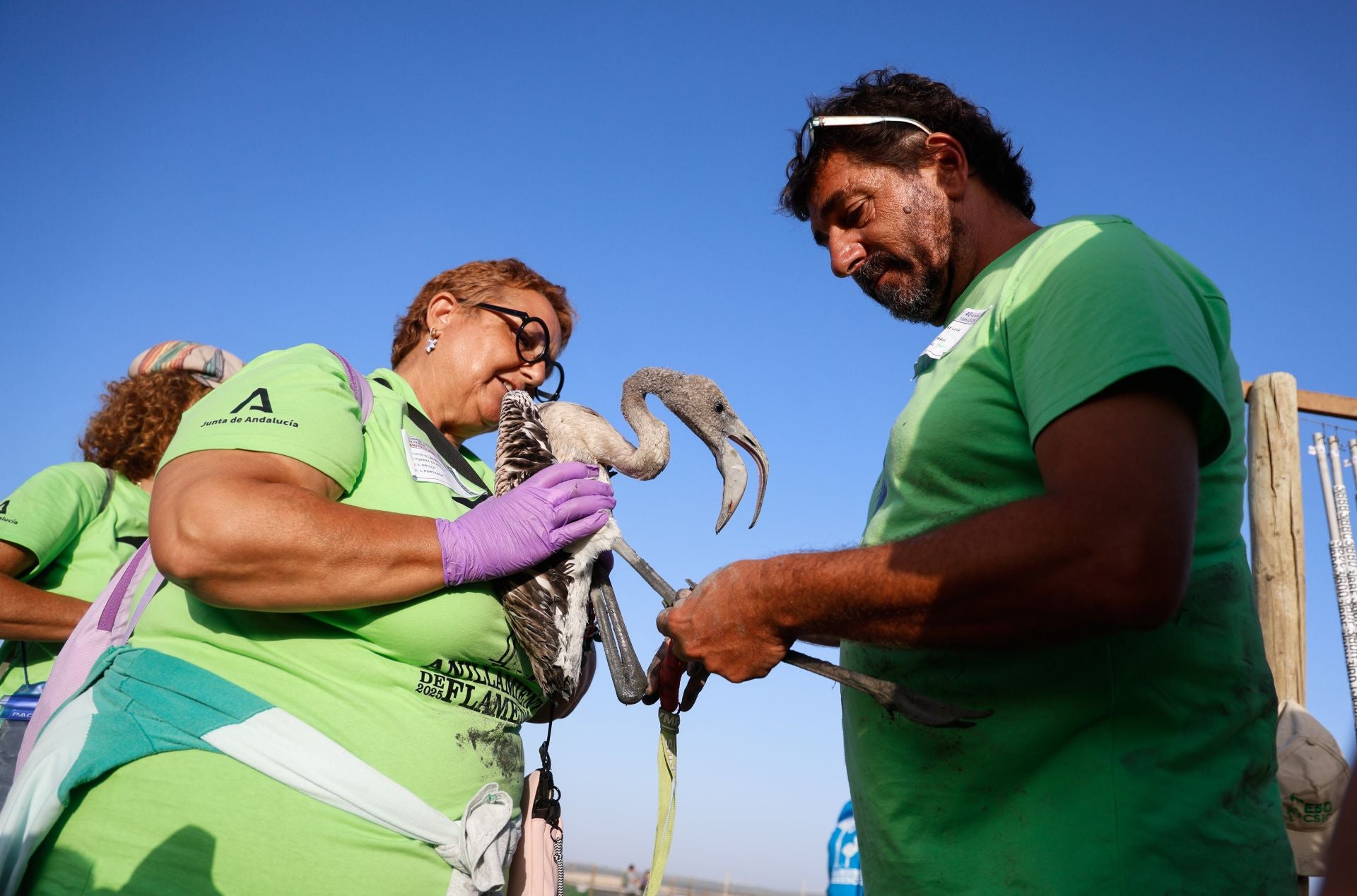 Flamingo ringing returns to Fuente de Piedra after years of drought