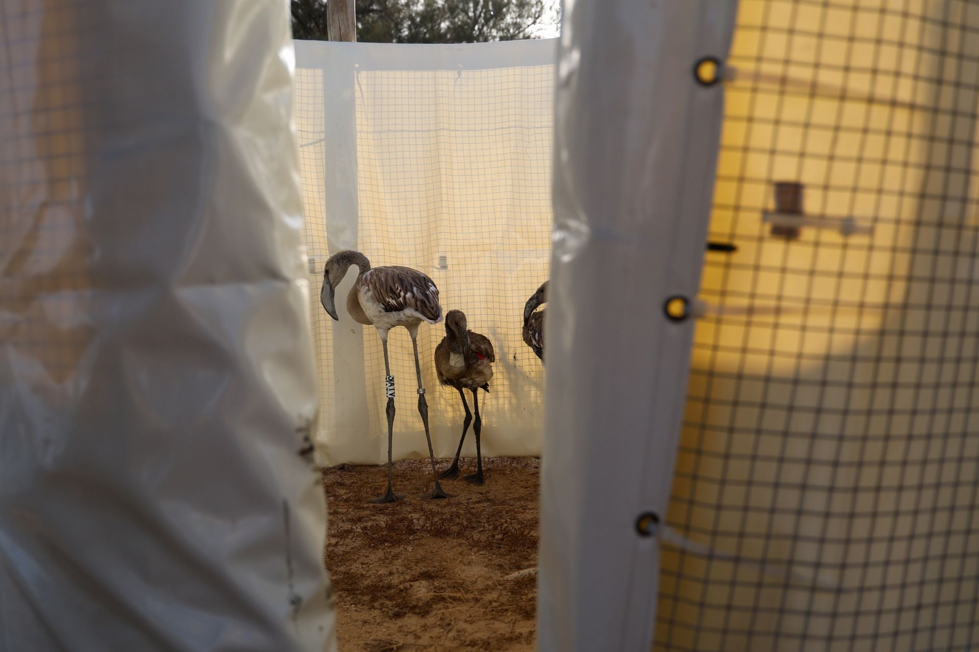 Flamingo ringing returns to Fuente de Piedra after years of drought