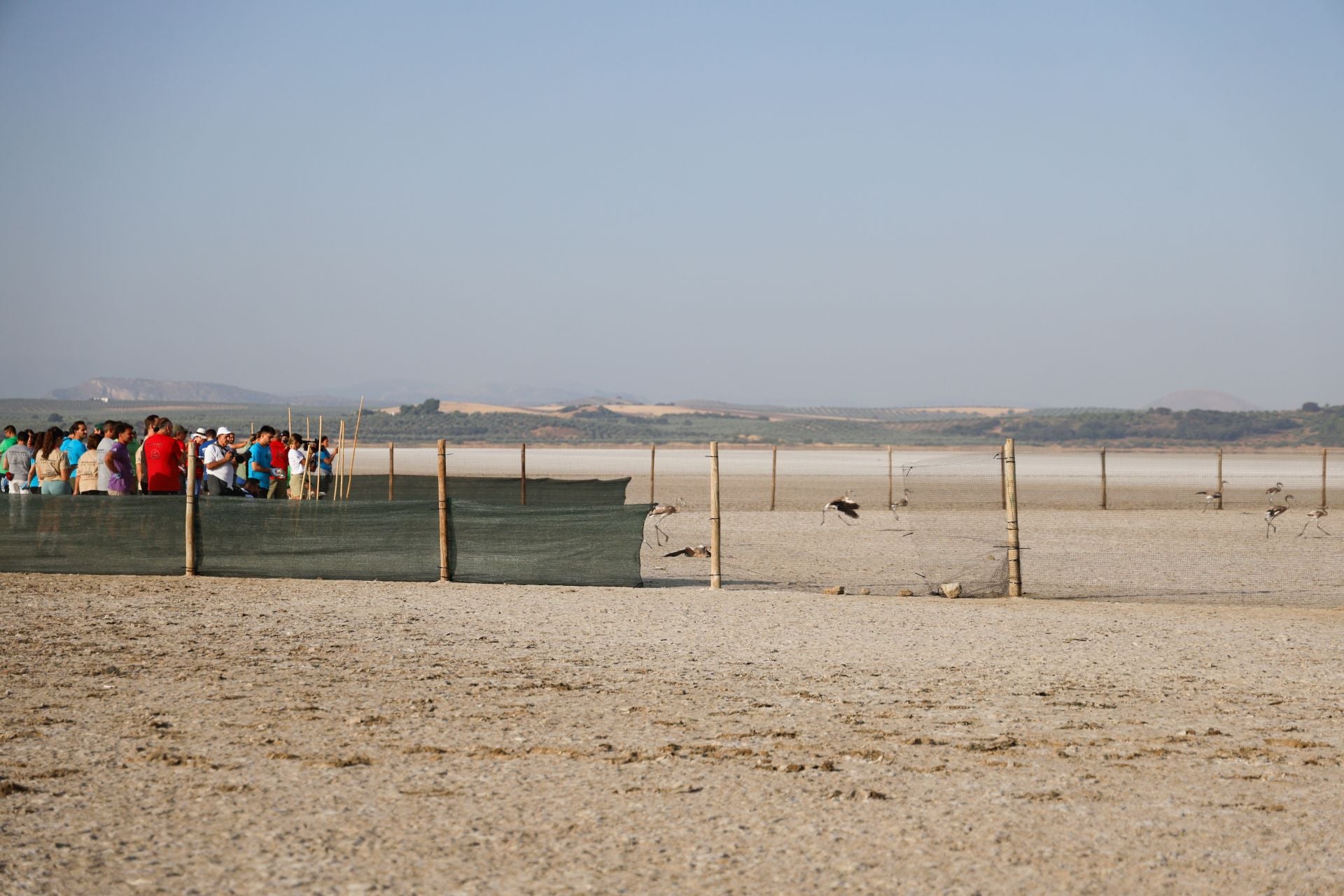 Flamingo ringing returns to Fuente de Piedra after years of drought