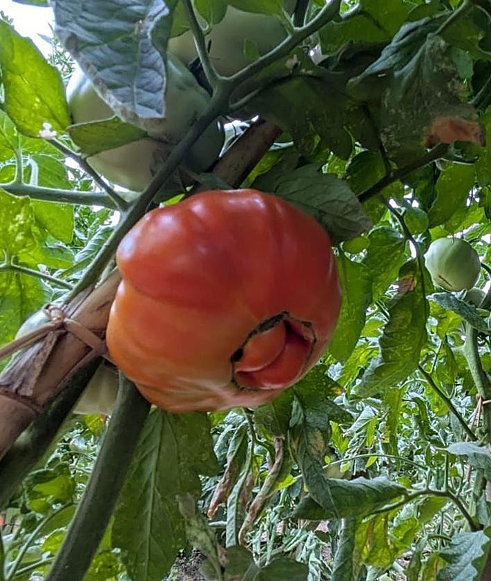 Imagen secundaria 2 - The Malaga town where oranges grow in August