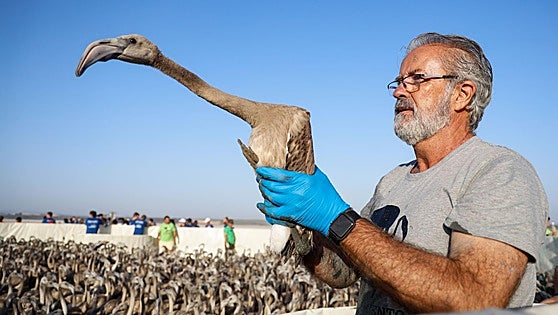 Flamingo ringing returns to Fuente de Piedra after years of drought