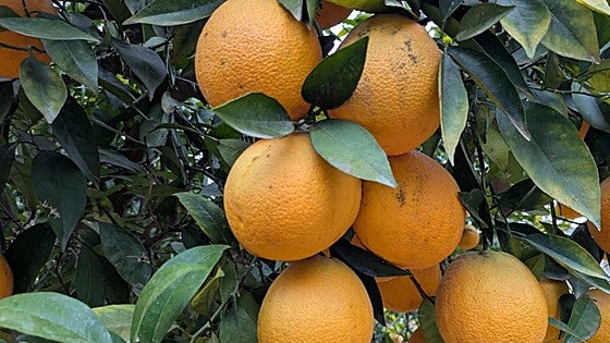 The Malaga town where oranges grow in August