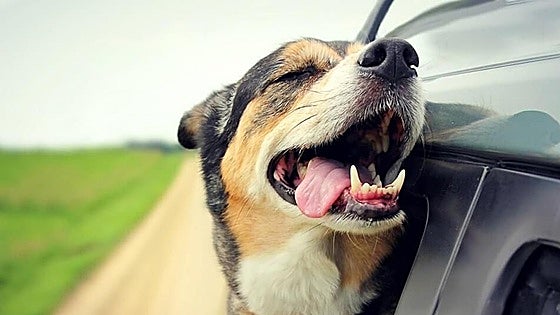 Travelling with animals: how to spend hours on the road with your pet