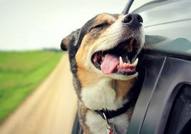 Travelling with animals: how to spend hours on the road with your pet