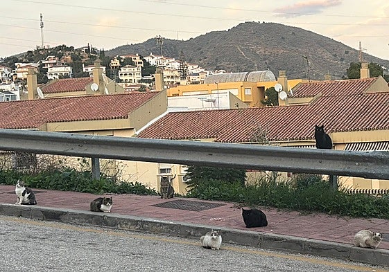 Cats hanging around near people's homes.