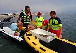 Angel shark freed after being caught in fishing gear on Cadiz coast
