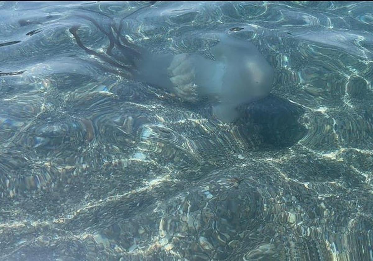 The jellyfish that appeared in Salobreña on Wednesday.