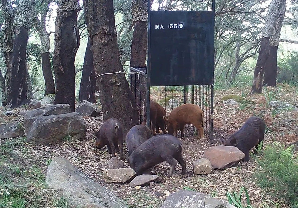 Images of wild boars in an enclosure.