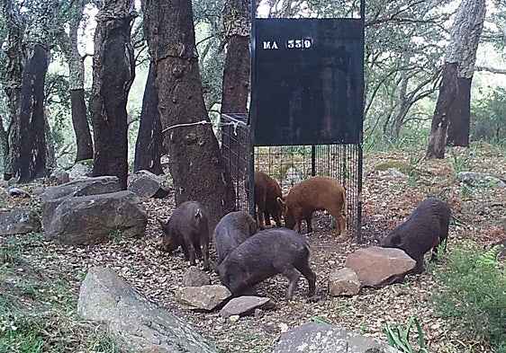 Benalmádena puts care of stray and abandoned animals and control of pigeons, seagulls and wild boar contract out to tender