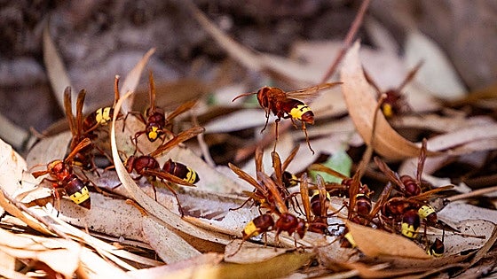 Invasive oriental hornet continues its spread throughout Malaga province and threatens native bees and insects