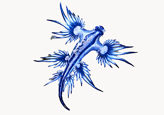Warnings issued after beachgoers report sightings of blue sea dragons along Gibraltar's shores