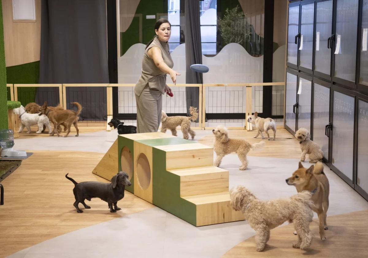 Dog hotels in Spain: the booming business enterprise that caters for leaving your pooch in the lap of luxury