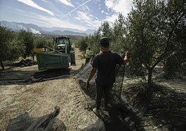 Harvesting olives.