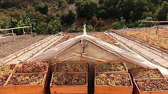 Malaga province's muscatel raisins 'in danger of disappearing' after harvest falls by 80% due to fungus