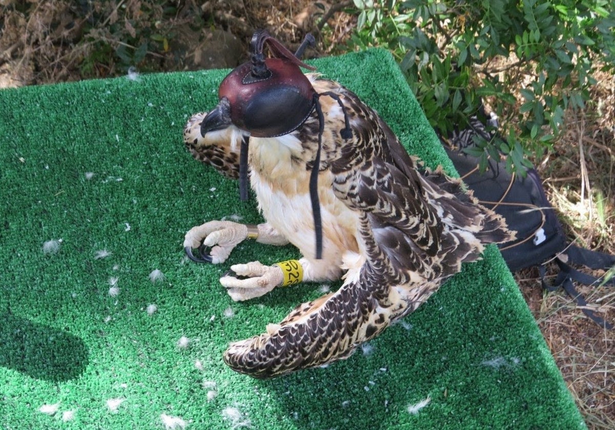 The osprey is soaring high again in southern Spain's Cadiz province thanks to a pioneering conservation programme