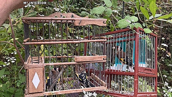 Guardia Civil investigates two people for the illegal capture of protected wild birds
