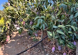 Image of a mango plantation in the Axarquía.