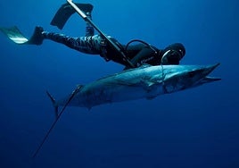 Archive image of a man spearfishing.