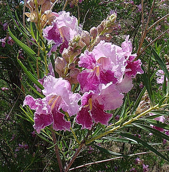 Gardening in southern Spain: Chilopsis linearis